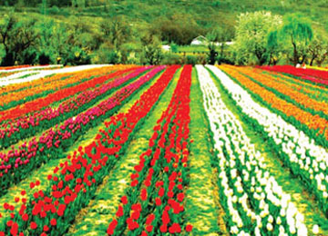 Kashmir Tulip Garden Tour